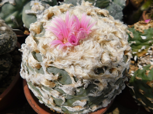 DSCN7947.JPG