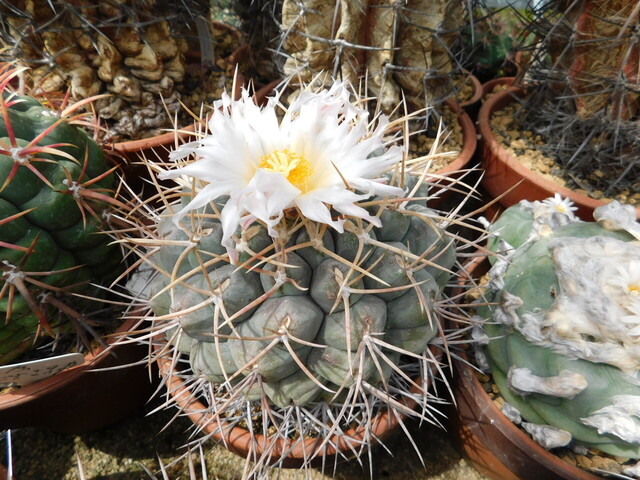 DSCN7949.JPG