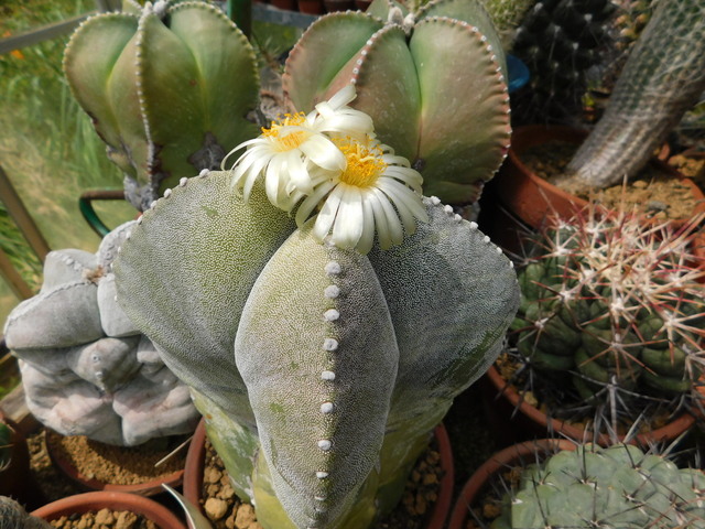 DSCN7952.JPG