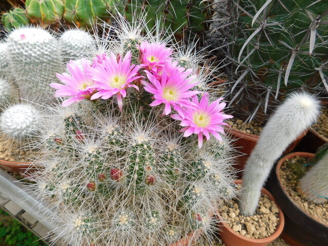 DSCN7966.JPG