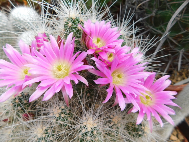 DSCN7968.JPG