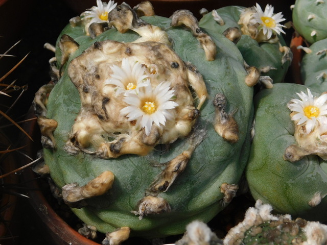 DSCN7993.JPG
