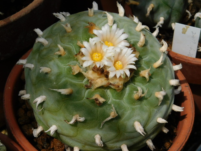 DSCN7995.JPG