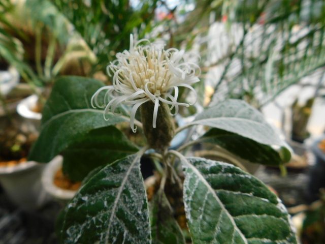 DSCN8061.JPG