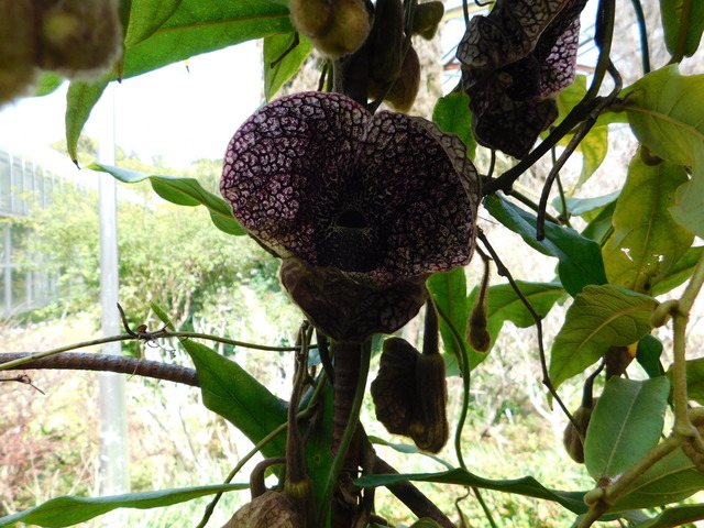 DSCN8081.JPG