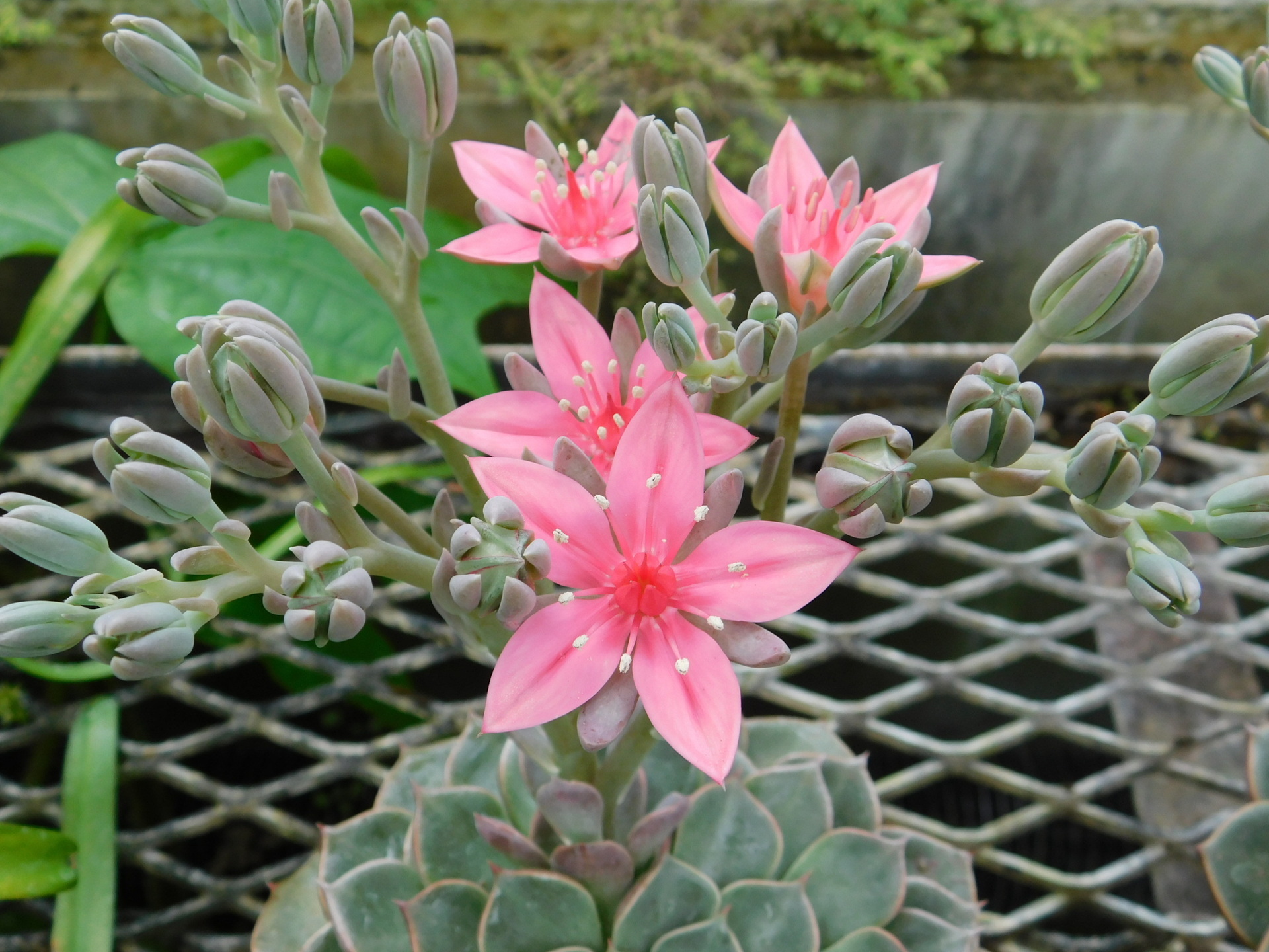 チェリー・プリンセス咲く: 学芸員の独り言