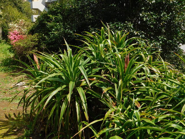DSCN8147.JPG