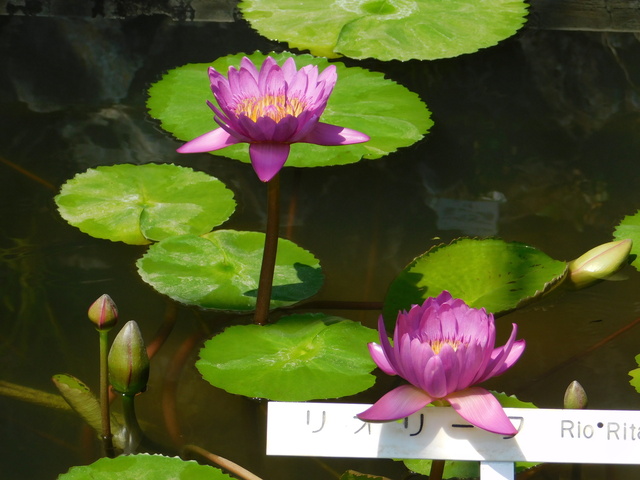 DSCN8159.JPG