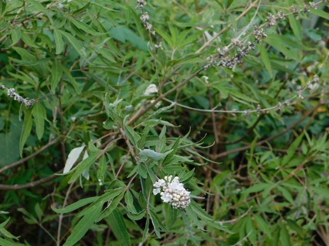 DSCN8242.JPG