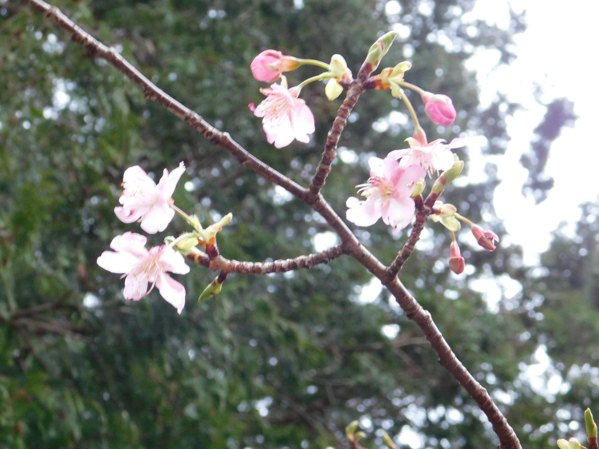 品種不明　確認画像 えだまめ】 AI・画像処理技術を活用したえだまめの選別で不良莢