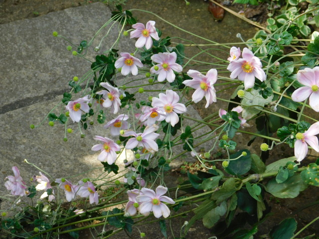 DSCN8255.JPG