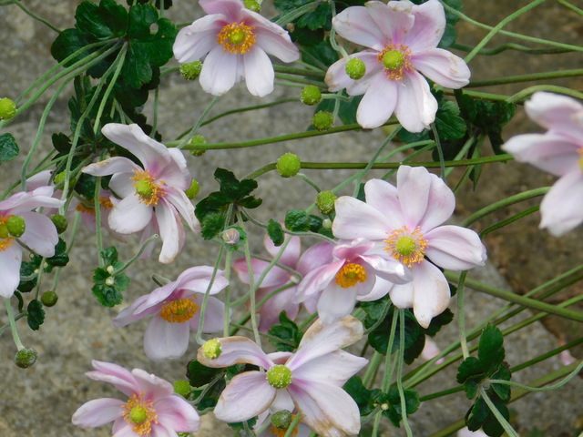 DSCN8256.JPG