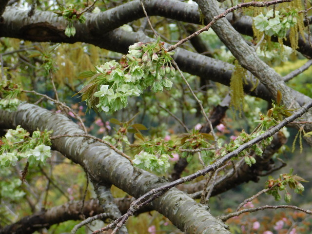 DSCN8277.JPG