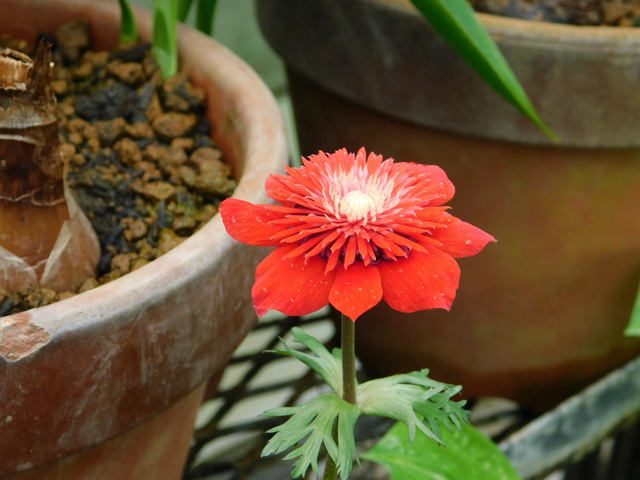 DSCN8311.JPG