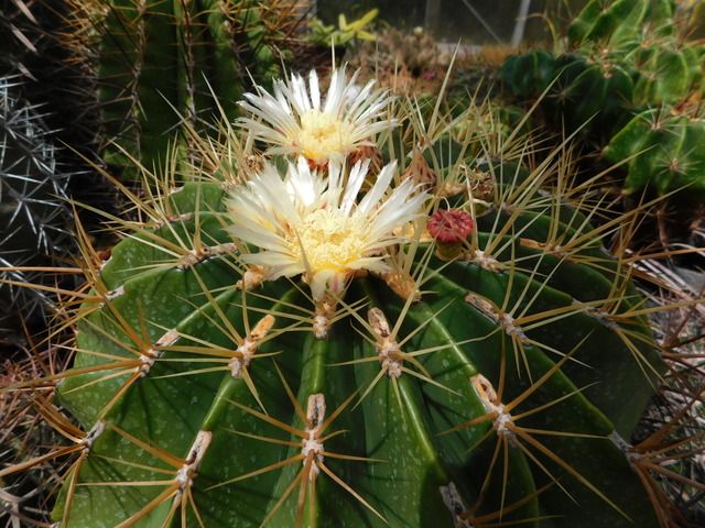 DSCN8367.JPG