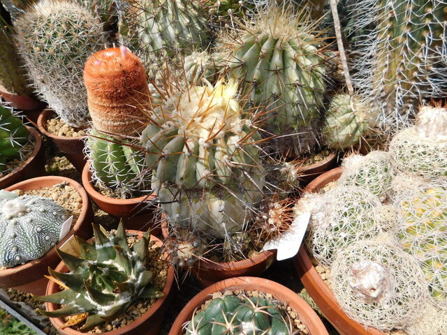 DSCN8374.JPG