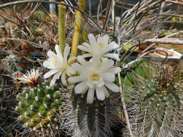 DSCN8377.JPG