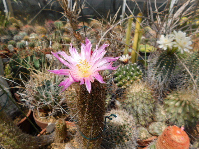 DSCN8379.JPG