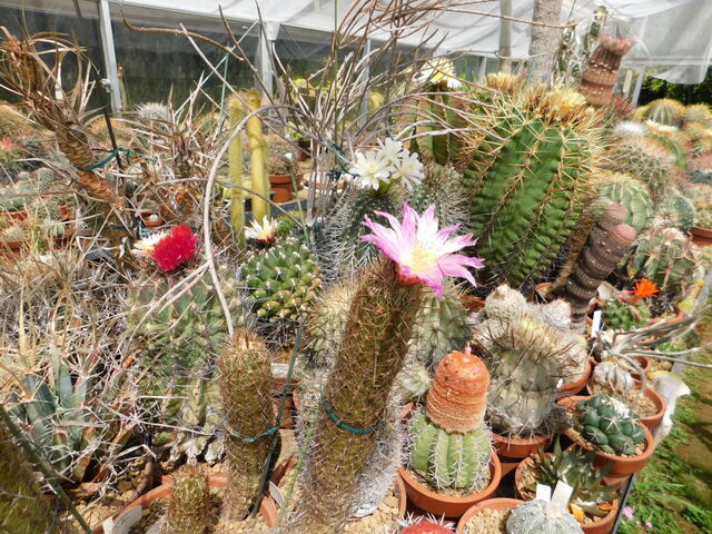 DSCN8380.JPG