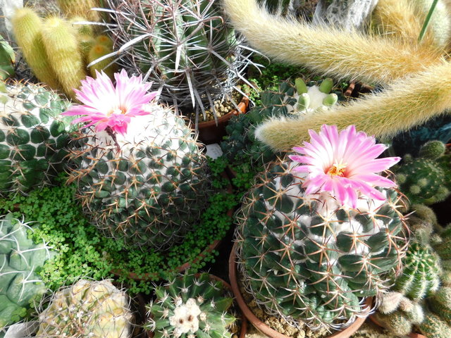 DSCN8380.JPG