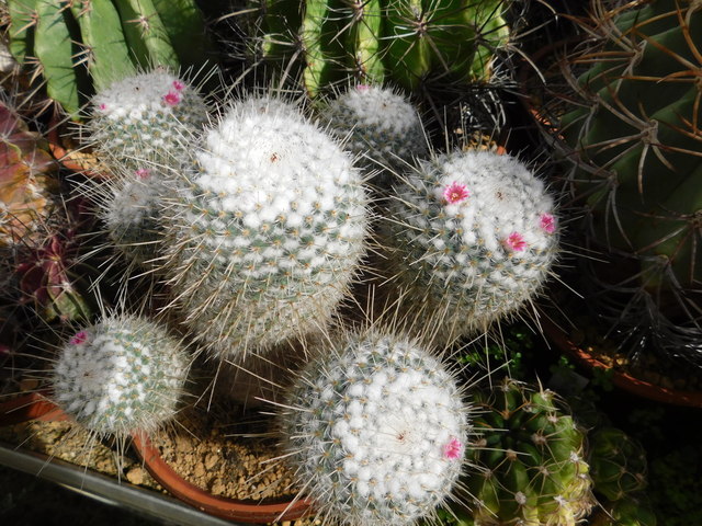 DSCN8386.JPG