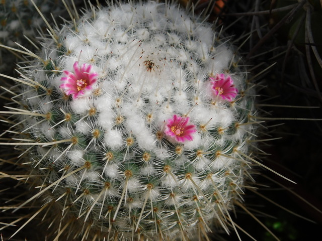 DSCN8387.JPG