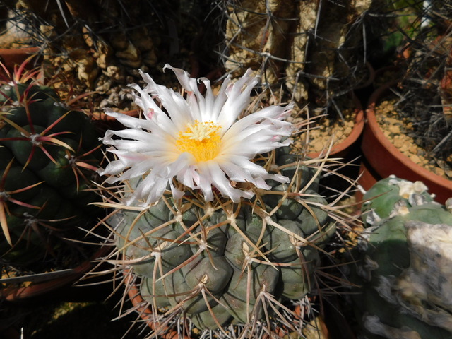DSCN8388.JPG
