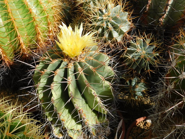DSCN8390.JPG