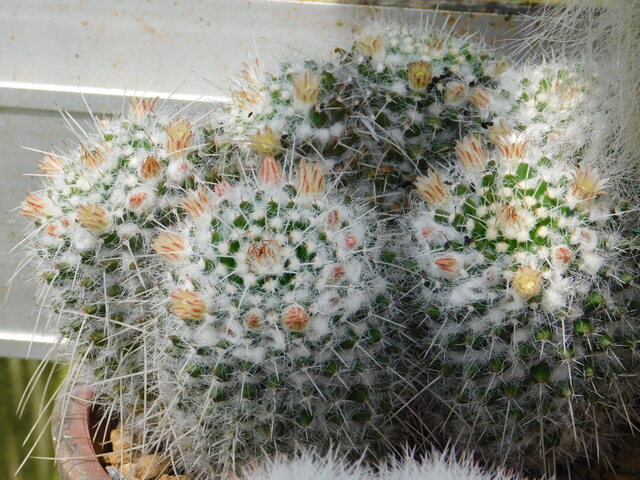 DSCN8398.JPG
