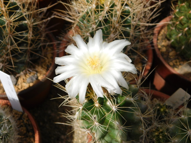 DSCN8412.JPG