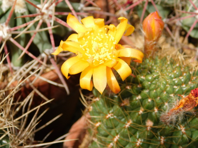 DSCN8415.JPG