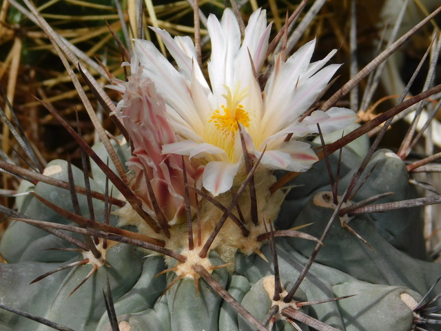 DSCN8417.JPG