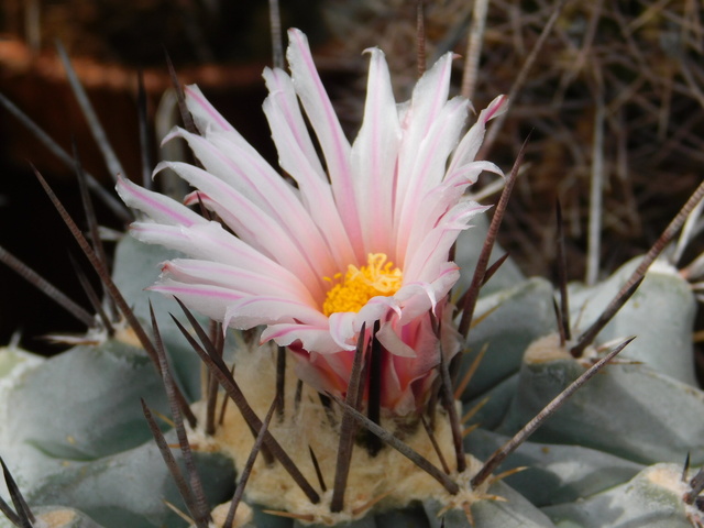 DSCN8419.JPG
