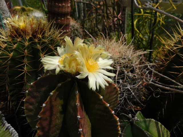 DSCN8423.JPG