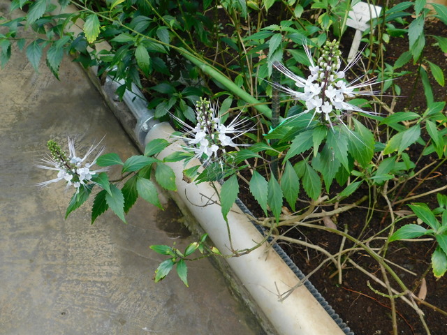 DSCN8426.JPG