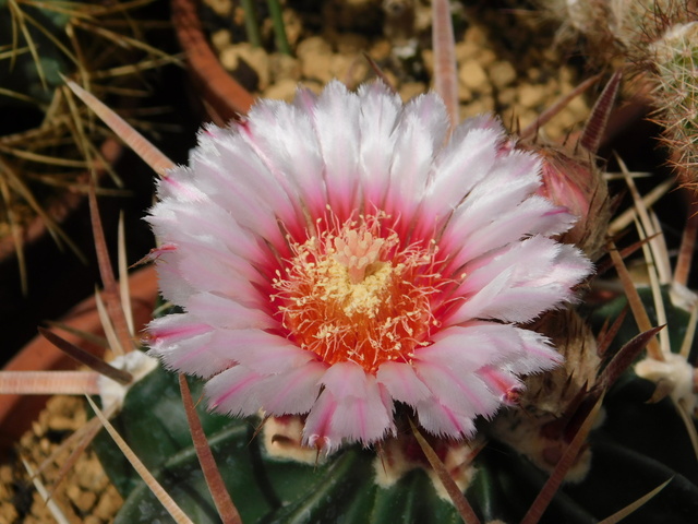 DSCN8427.JPG