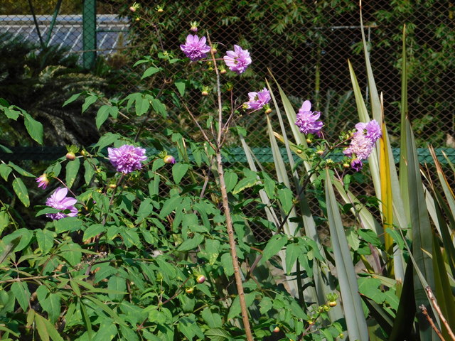 DSCN8447.JPG