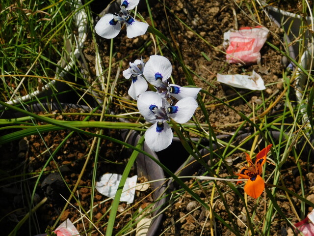 DSCN8454.JPG