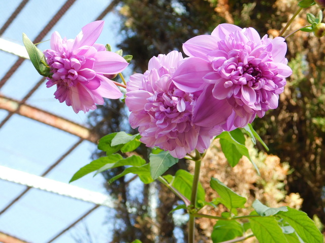 DSCN8454.JPG