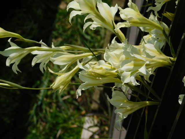 DSCN8457.JPG