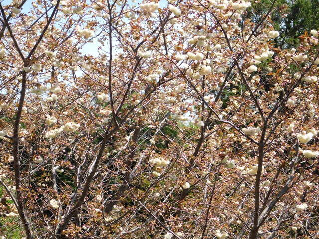 DSCN8475.JPG