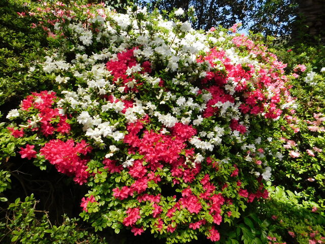 DSCN8501.JPG