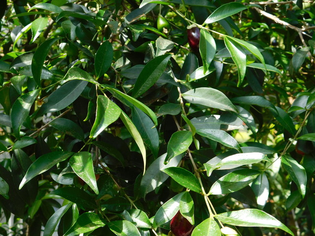DSCN8526.JPG