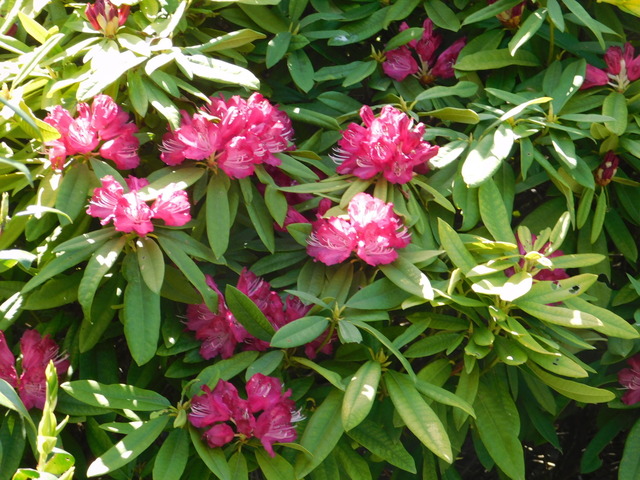 DSCN8536.JPG