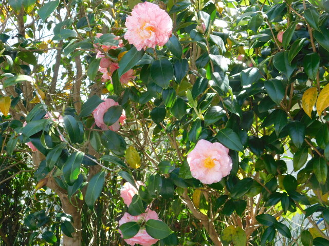 DSCN8537.JPG
