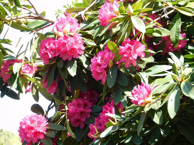DSCN8546.JPG