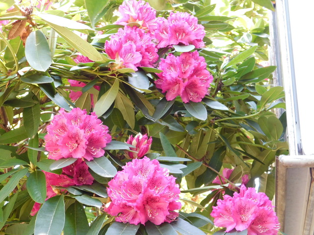 DSCN8550.JPG
