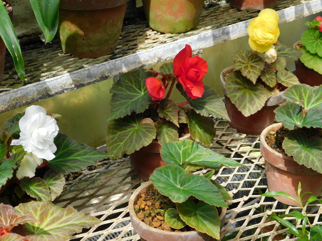 DSCN8555.JPG