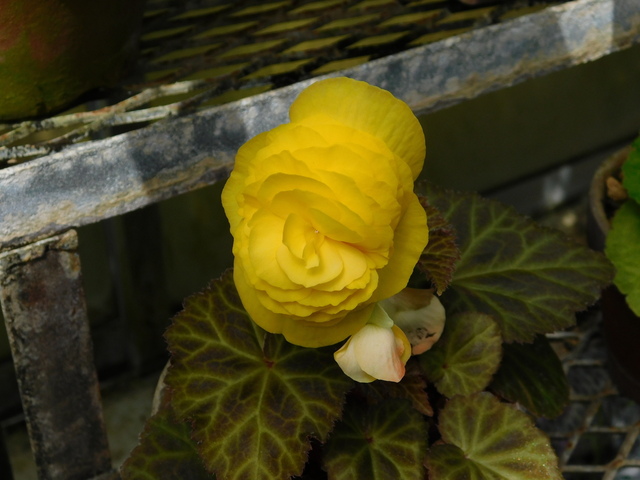 DSCN8558.JPG
