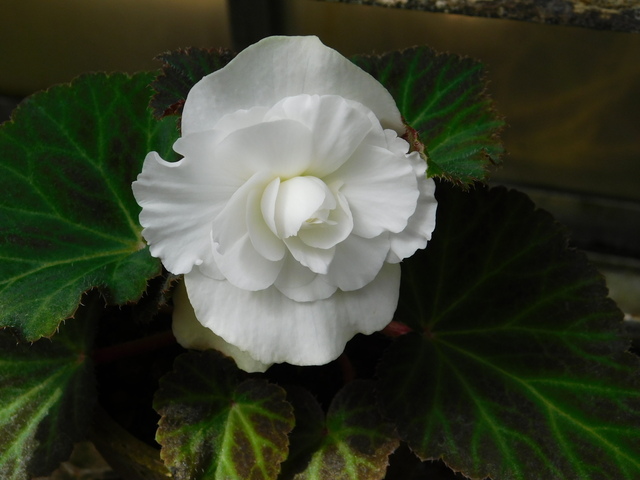DSCN8559.JPG